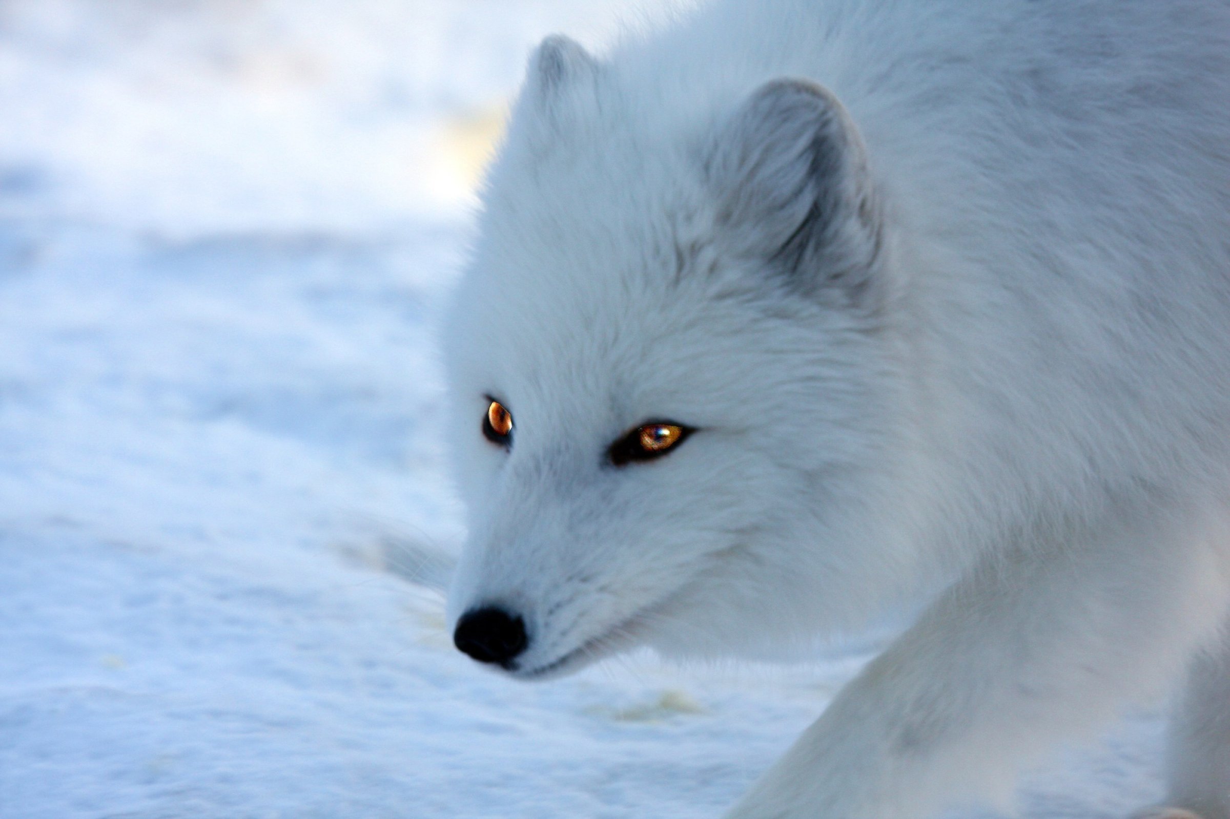The Norwegian Veterinary Institute (NVI) has detected rabies in three Arctic foxes on Svalbard. Photo: Colourbox